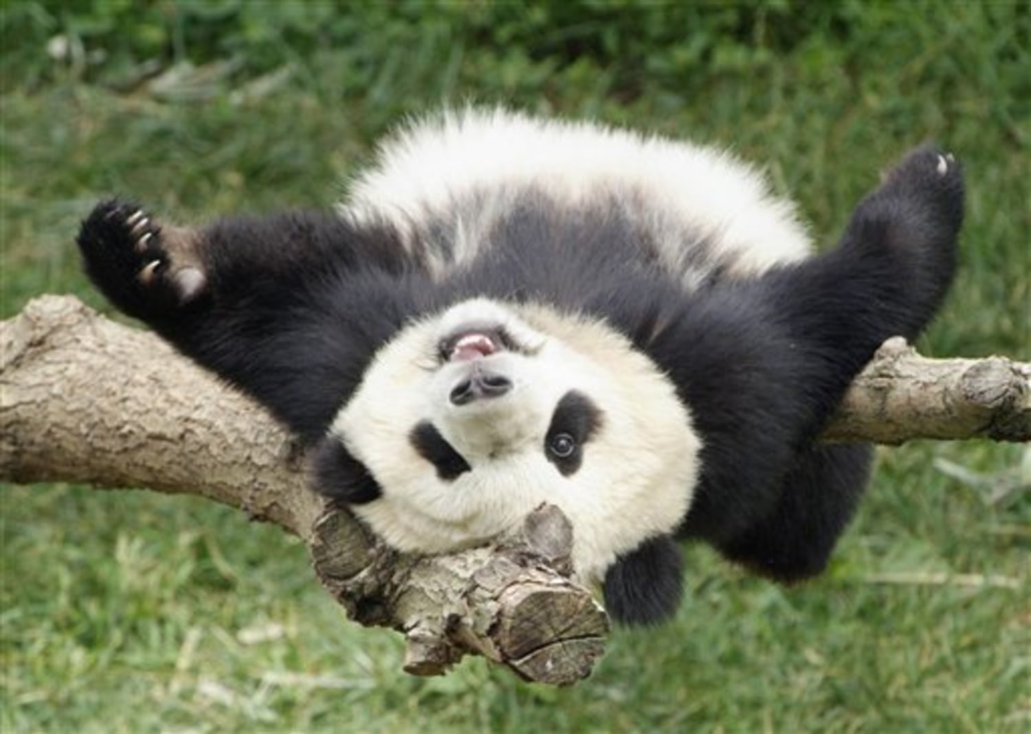 Beloved National Zoo panda going to China