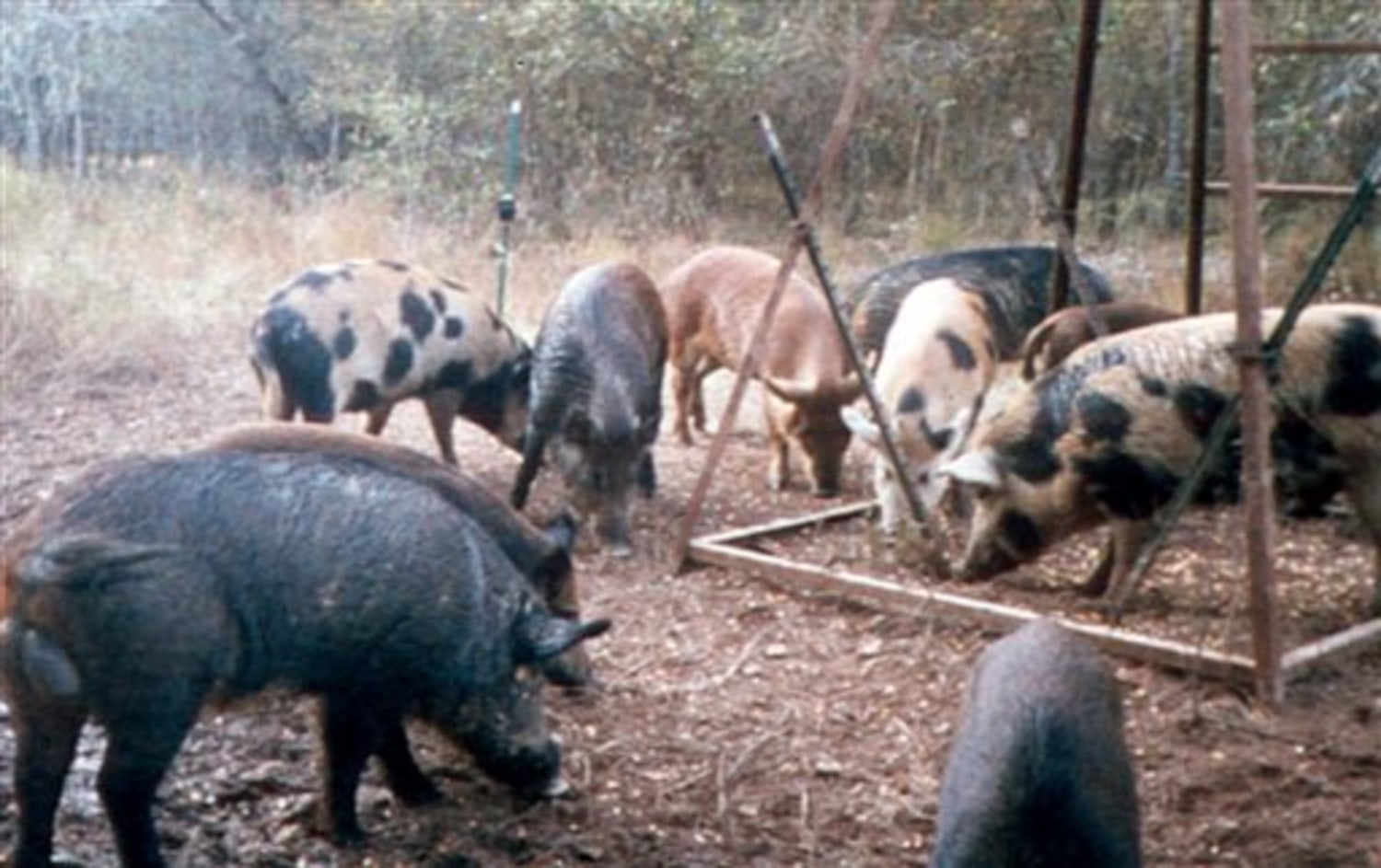 Record rain in Texas means wild hog boom