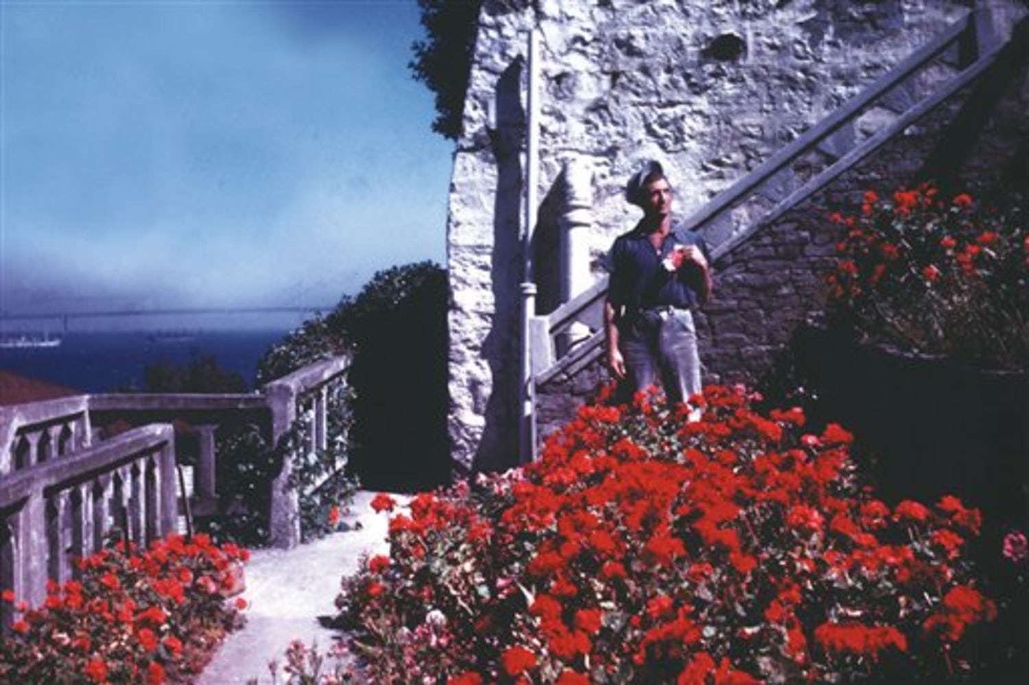 Rare Rose Rediscovered on Alcatraz 30 Years Ago Teaches Resilience Today