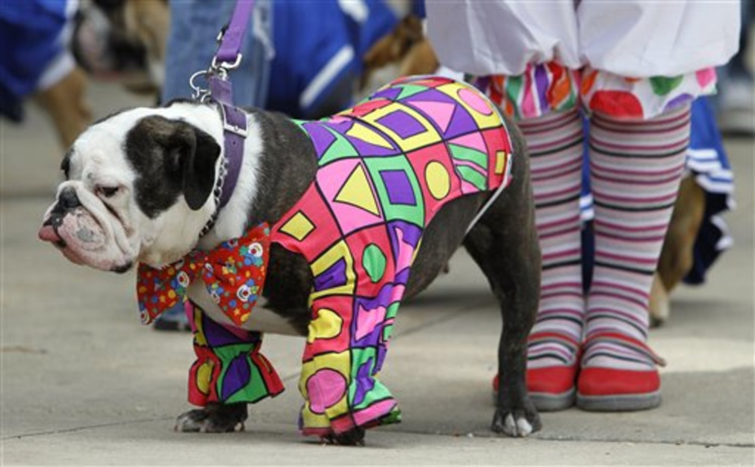 Minnesota Vikings Running Dog Costume