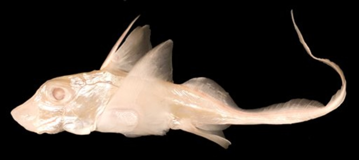 Scientists discover rare albino ratfish