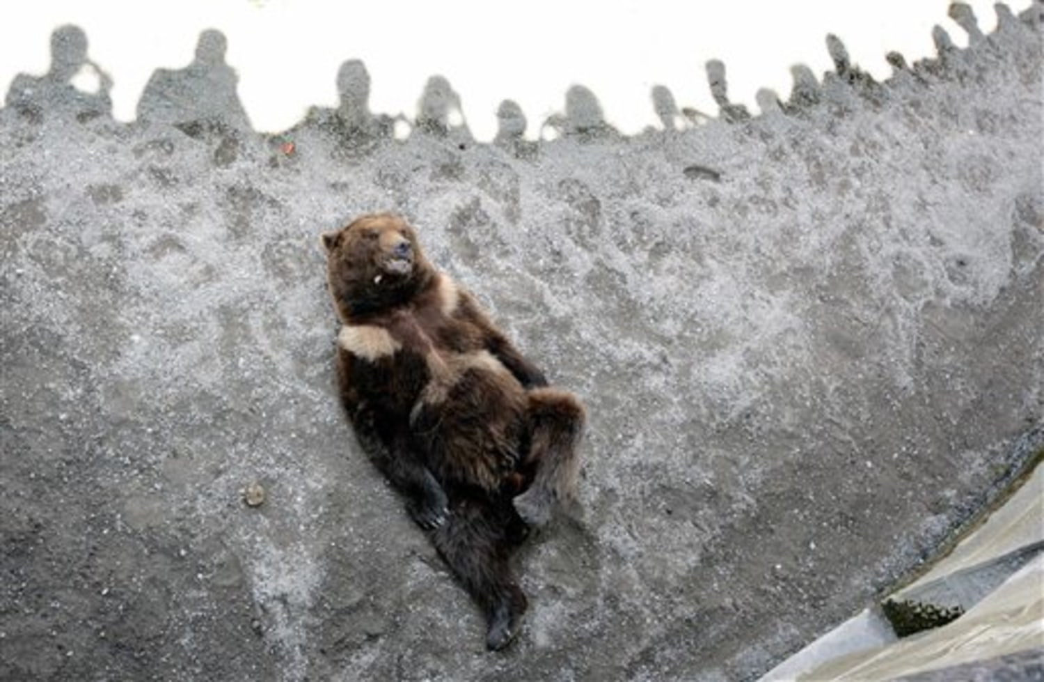 Усталая мокрую землю. Медведь после спячки. Медведь после спячки приколы. Зоопарк в Берне. Швейцария Берн зоопарк.