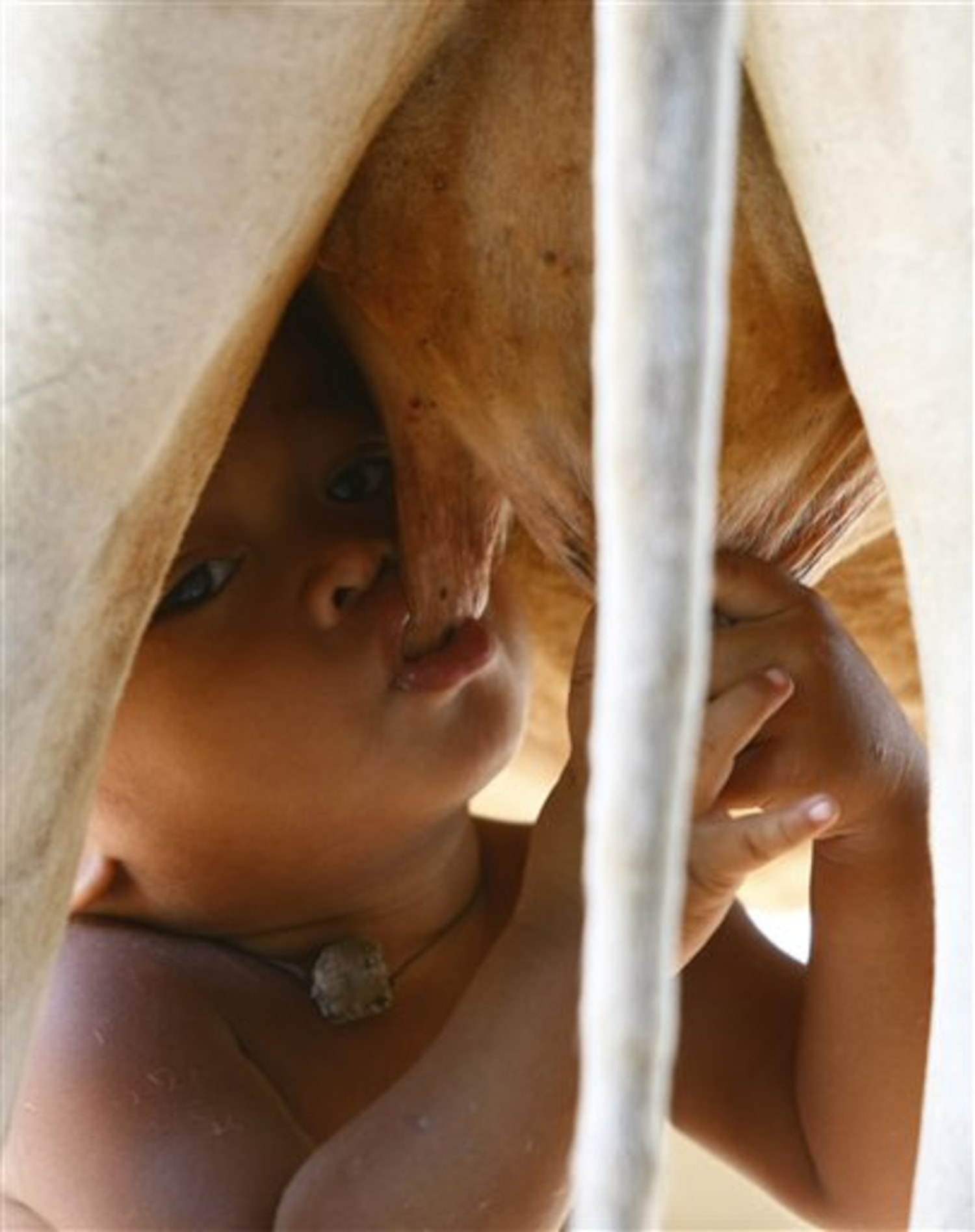 Abandoned Cambodian boy suckles from cow