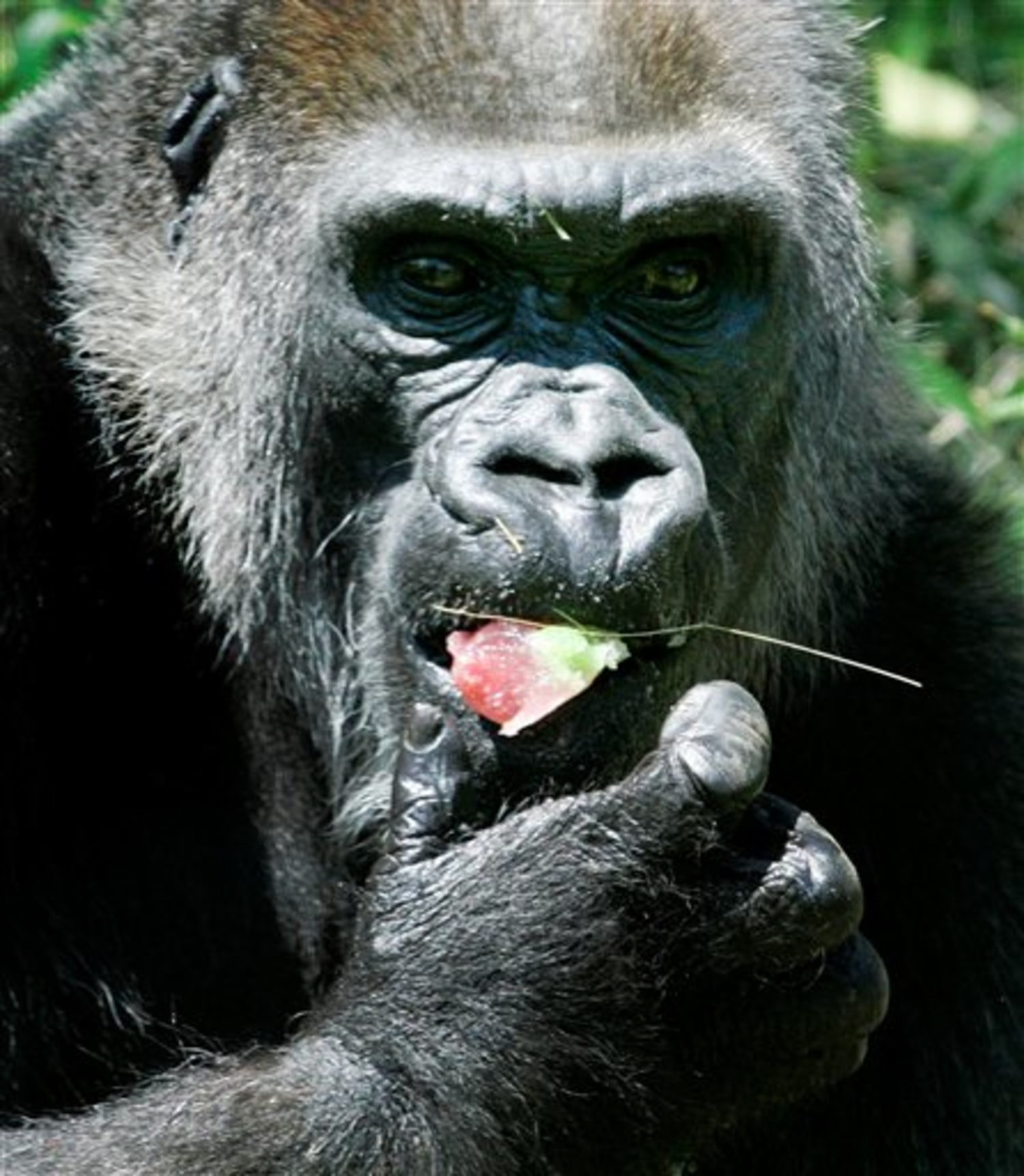Oldest gorilla in captivity dies in Dallas at 55, image size:1500x1722