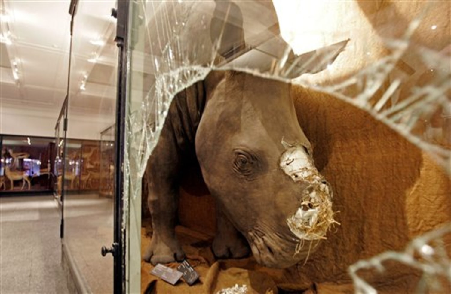 Stuffed rhino is back on view — minus horn
