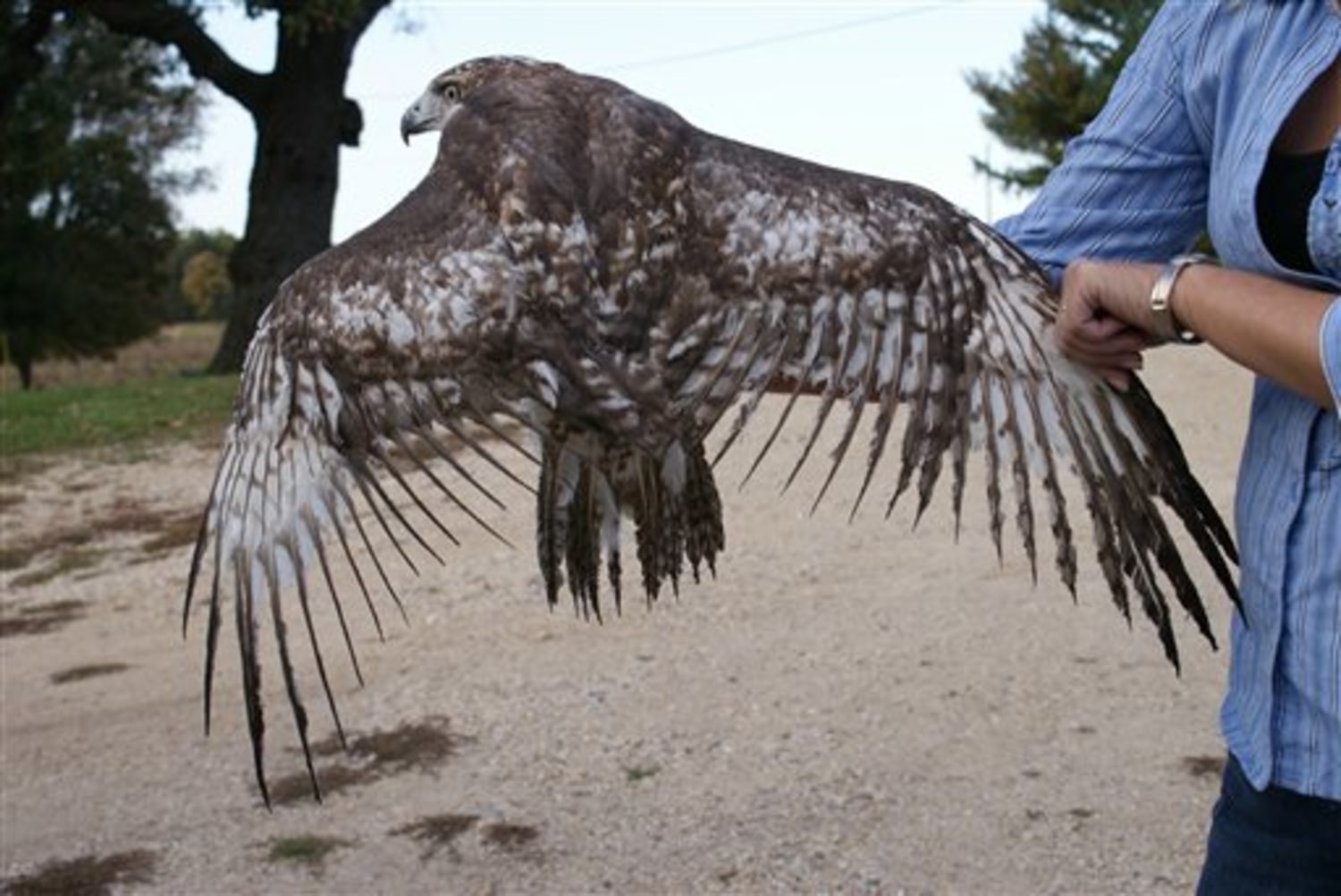 Baltimore County's landfill may soon have hawk patrol to force unwanted  birds to 'get outta dodge