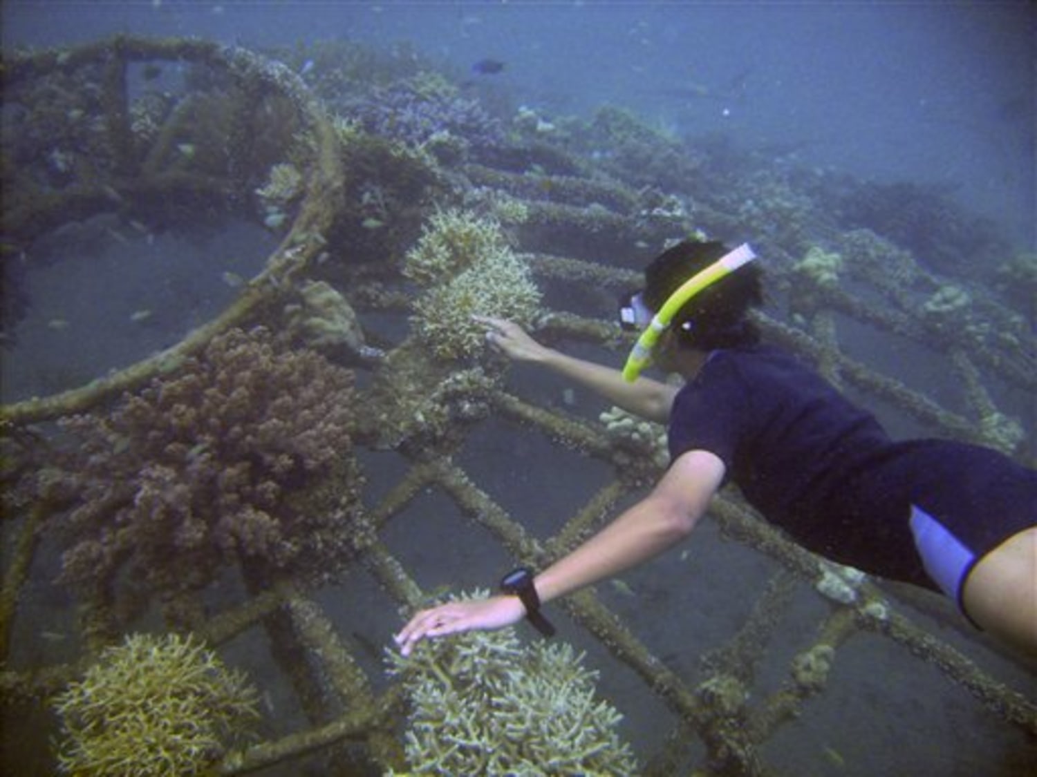 The Harmful Effects of Dynamite Fishing on Coral Reefs