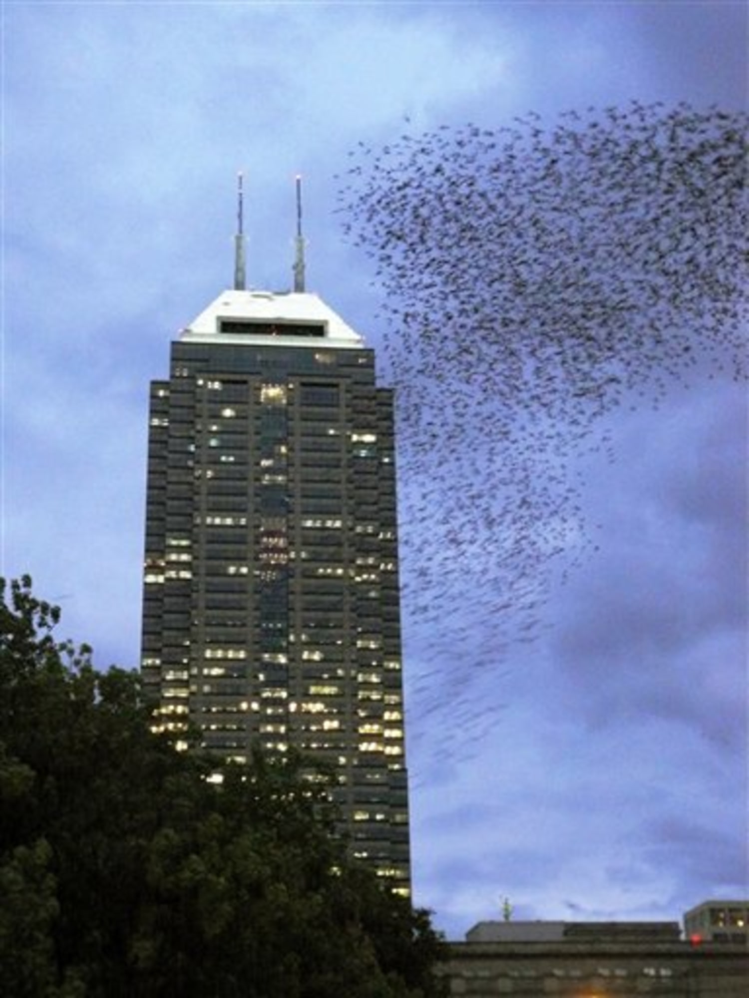 These birds flock in mesmerizing swarms of thousands—but why is still a  mystery