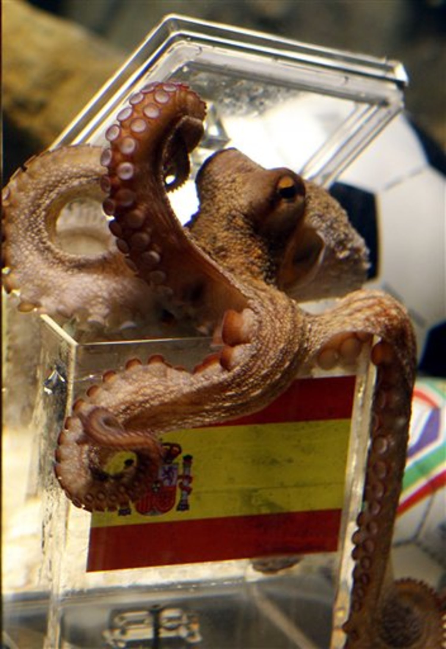 The Amazing Tale of Paul the Psychic Octopus: Germany's World Cup Soothsayer