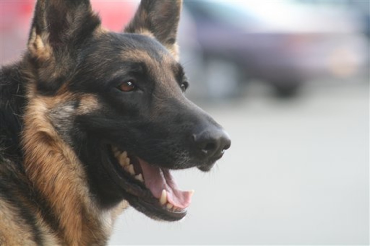 Alaska dog honored for leading troopers to fire
