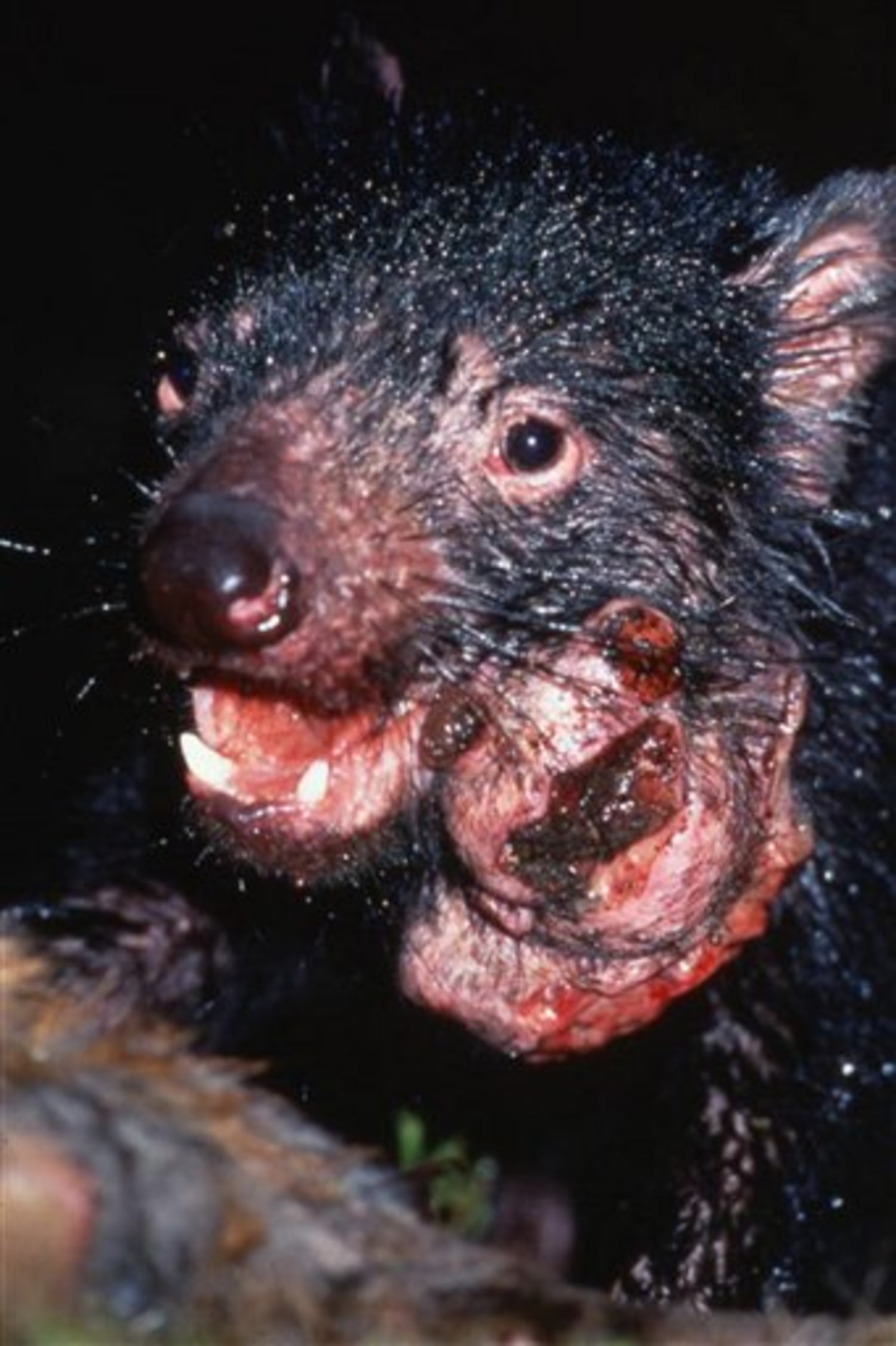 What The (Tasmanian) Devil Is That?! Carnivorous Marsupials Debut