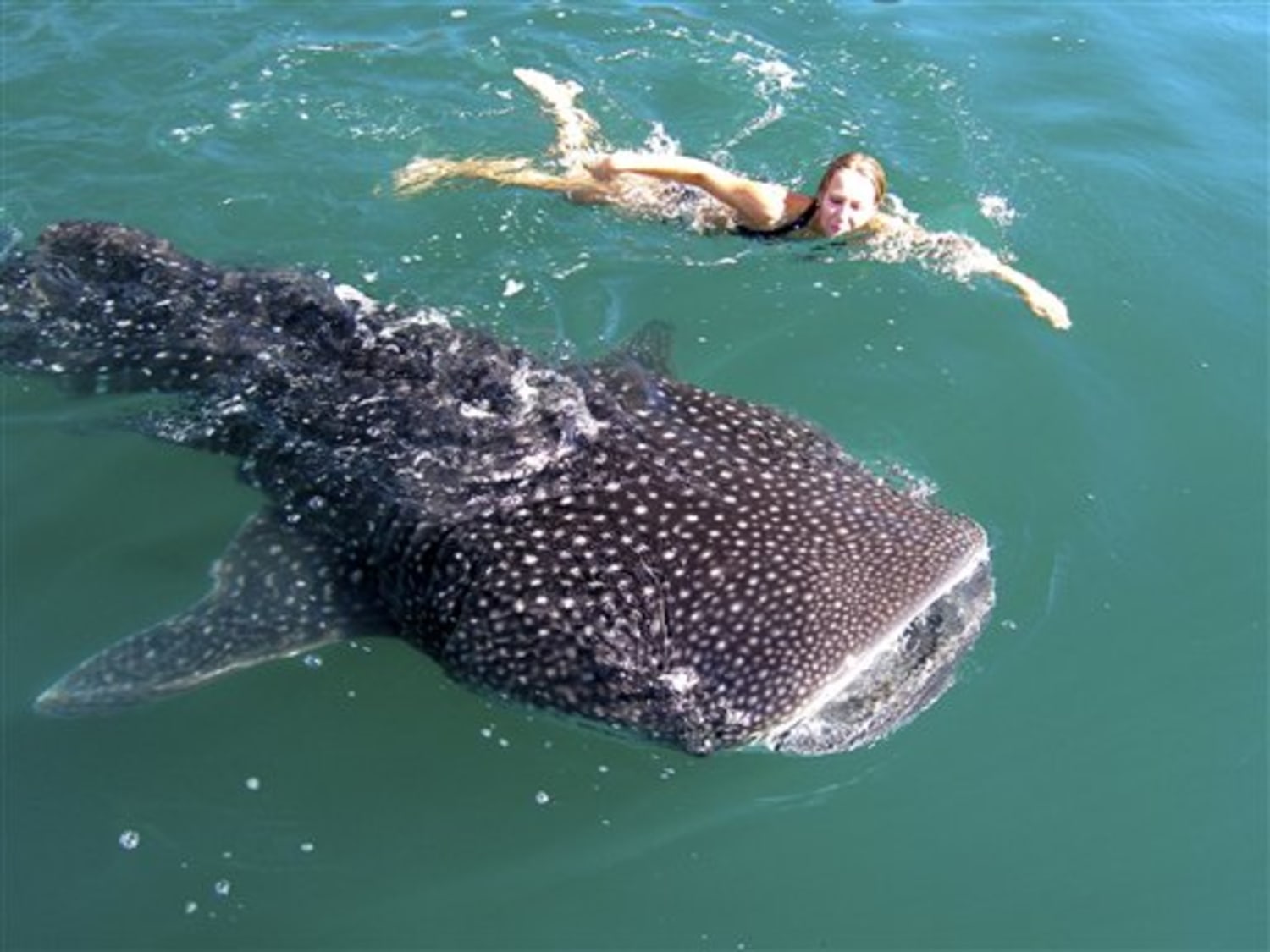 Swim with the world's largest fish in Mexico