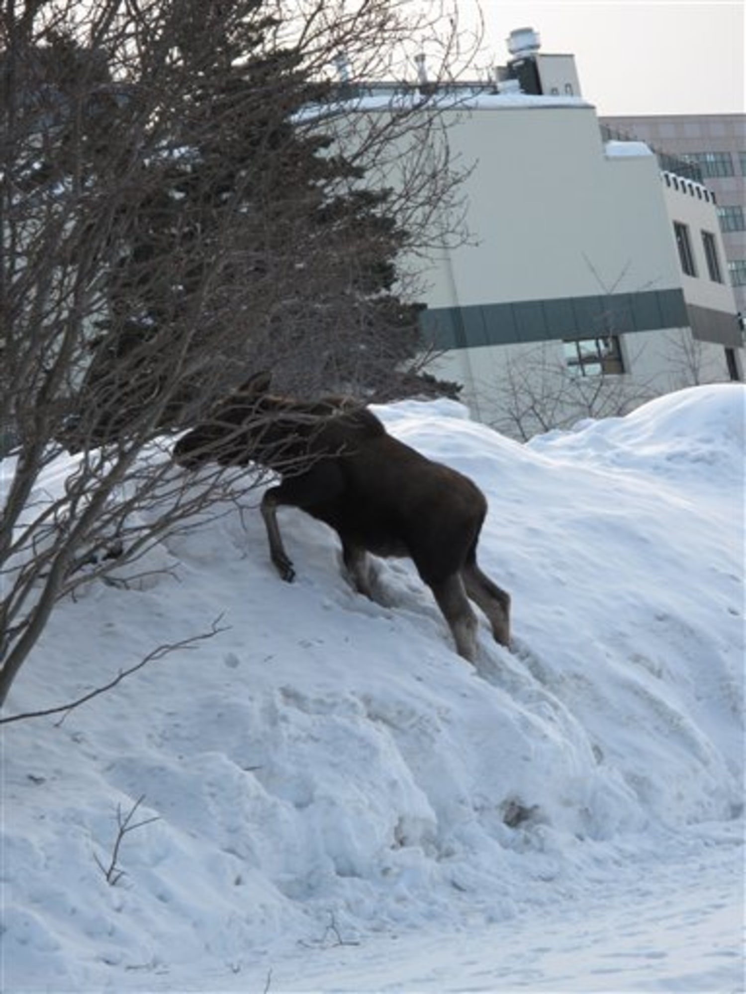 Alaska's largest city eyes snow record