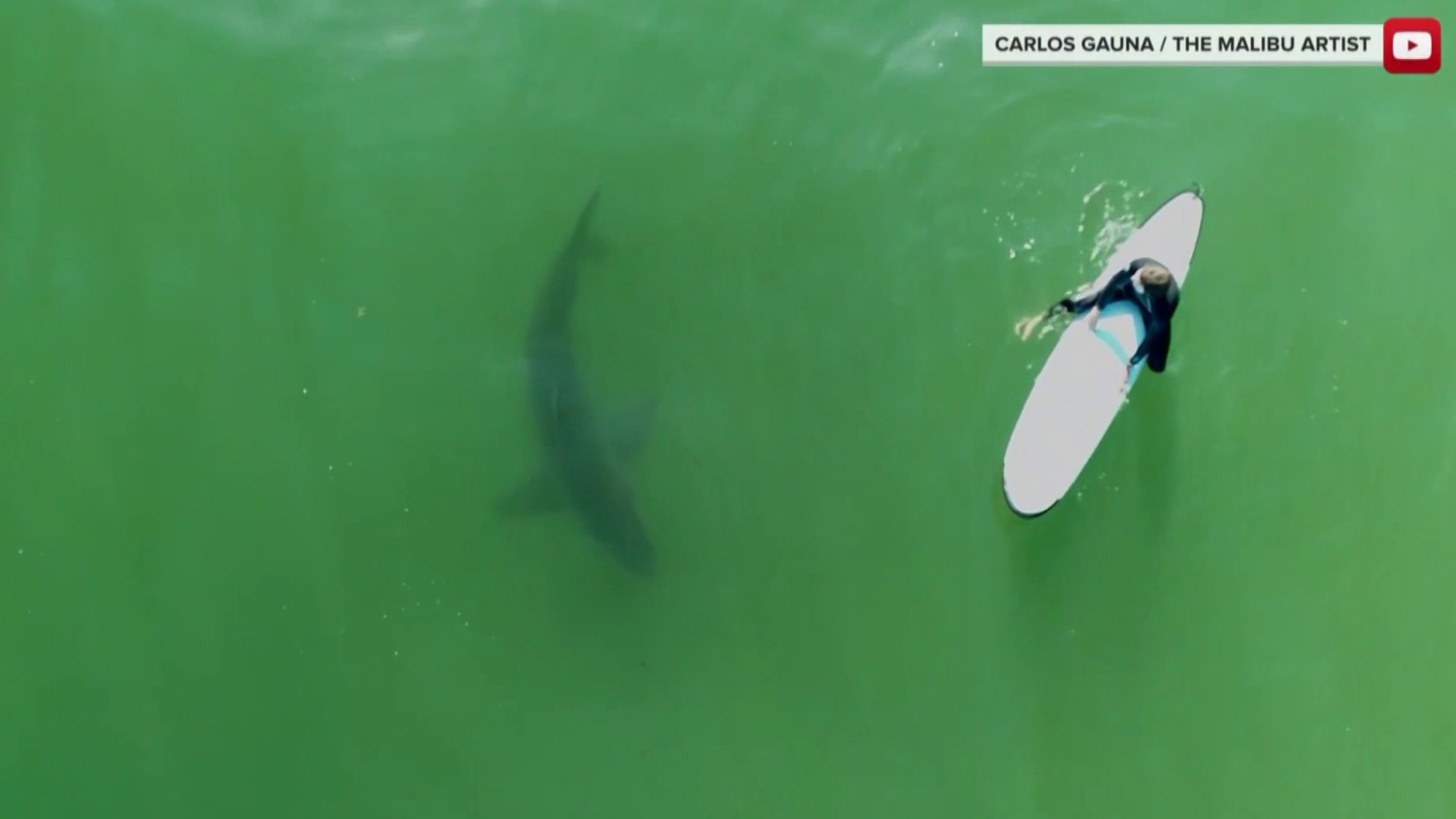 Drone Video Captures Great White Sharks Along California Coast Drone Video Captures Great White Sharks Along California Coast