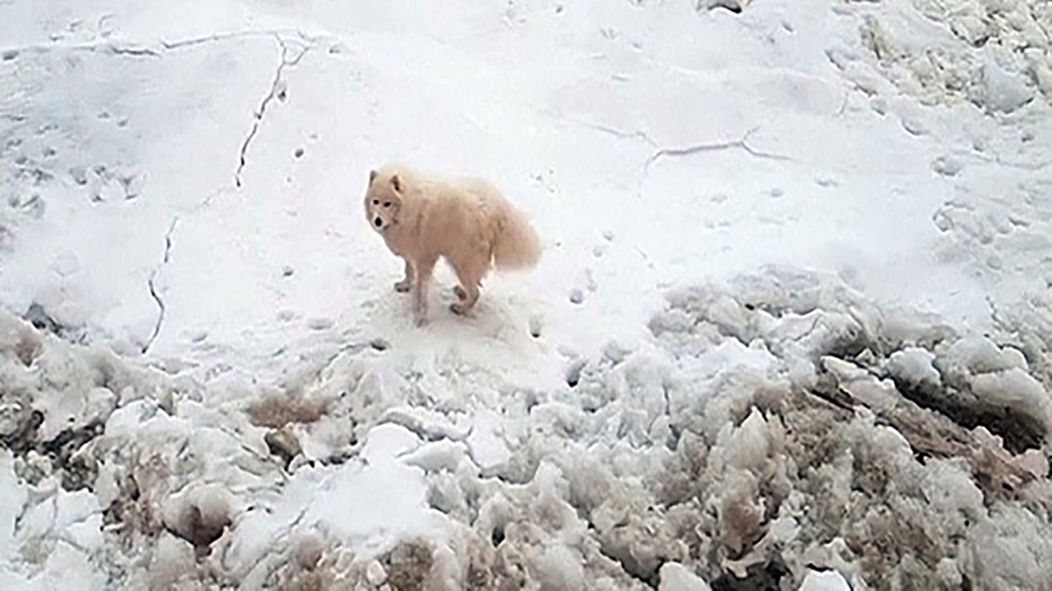 Dog left stranded on ice sheet in Russia saved by sailors : r/gifs