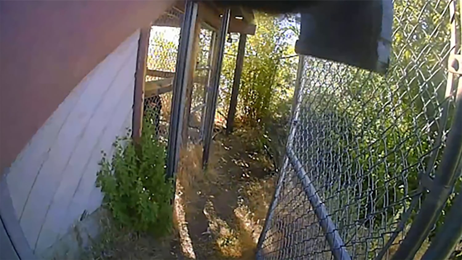 Oregon deputy fatally shoots chimpanzee after it bites