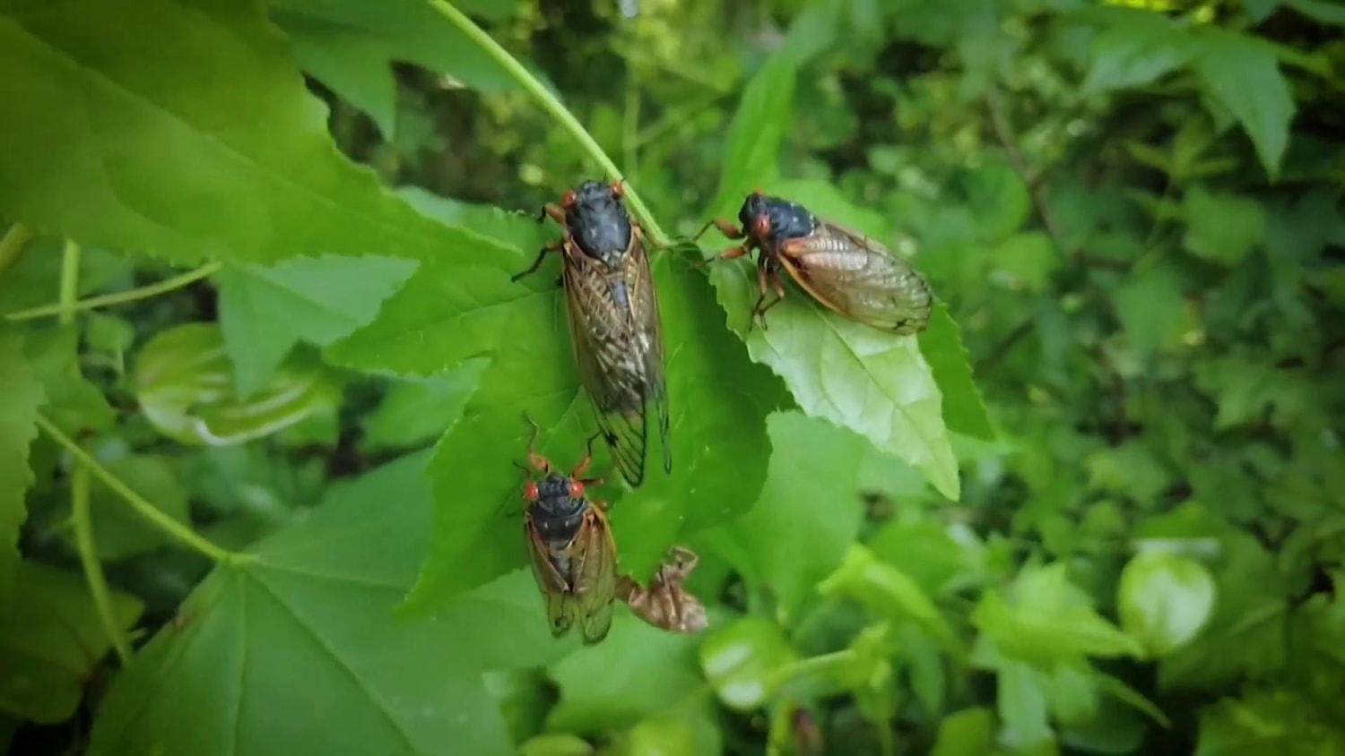 Police Say A Cicada Is Responsible For A Car Crash In Ohio : NPR