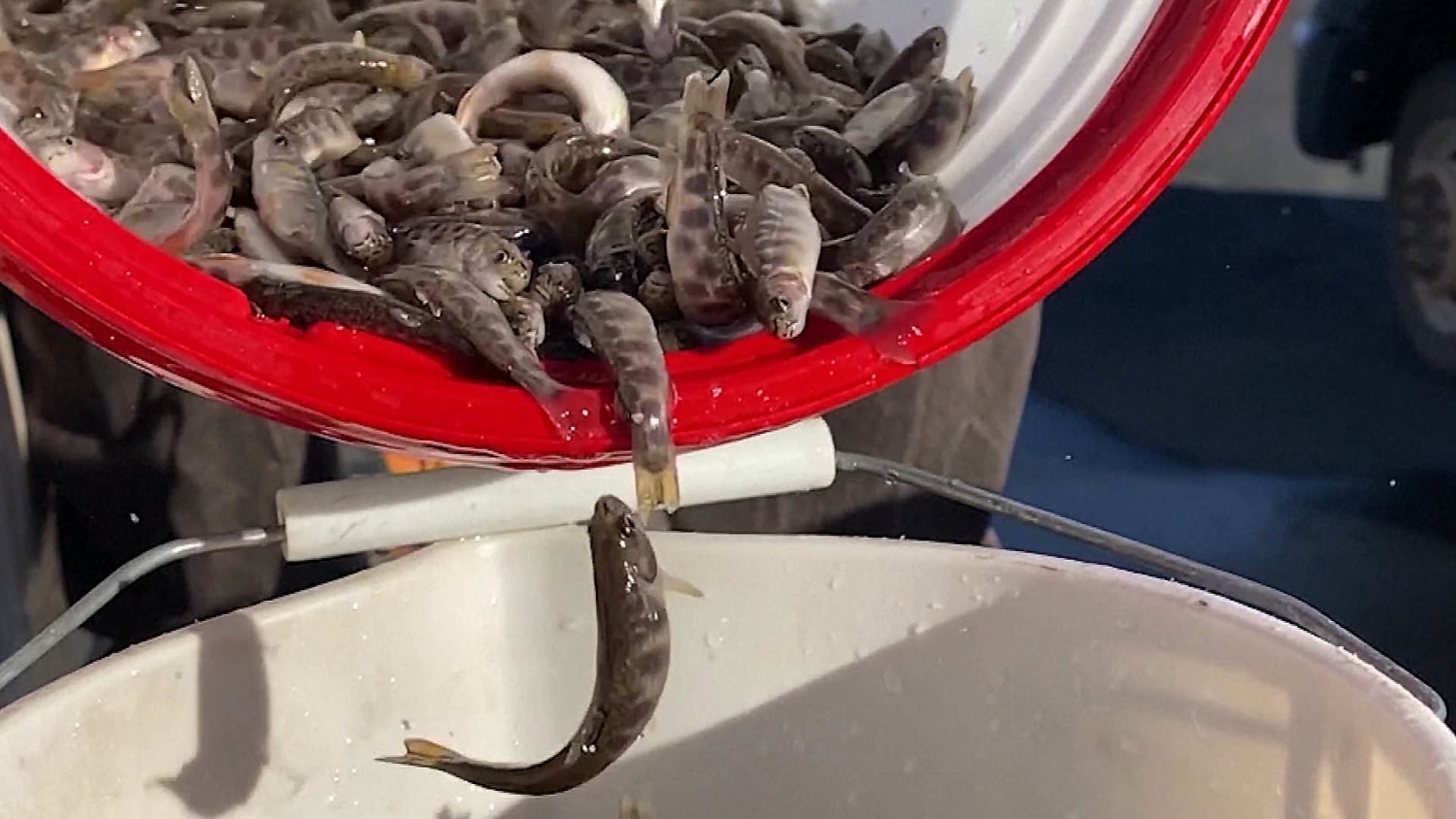 Utah drops thousands of fish from airplane into lakes