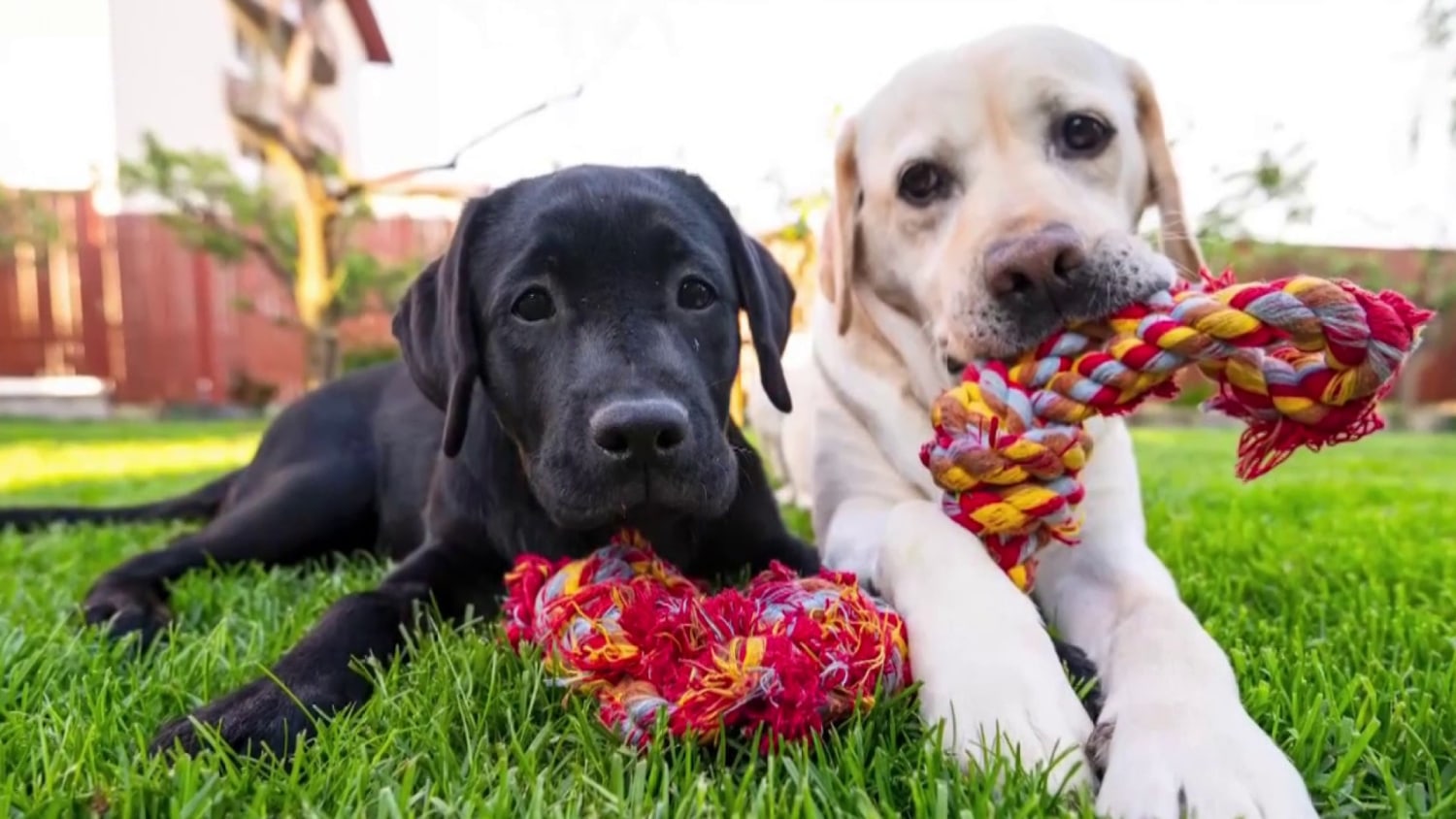 Cesar millan toys shop