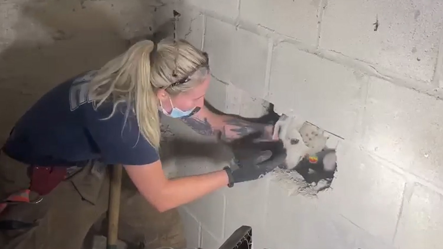 Dog missing for 5 days discovered alive inside walls of Cincinnati home