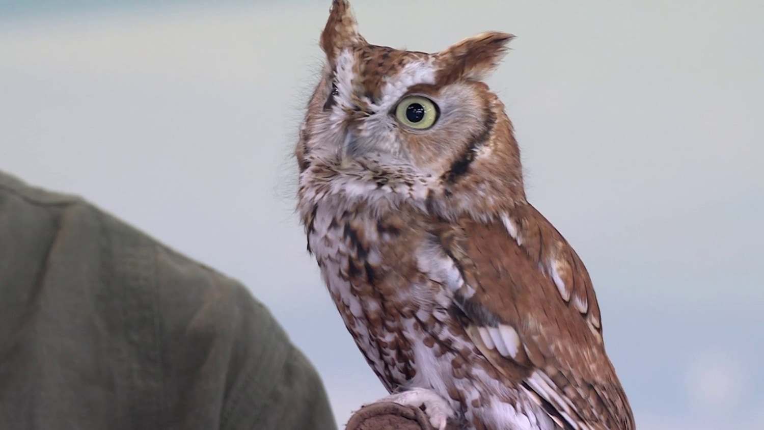 The True Story Behind Rockefeller Center S Christmas Owl
