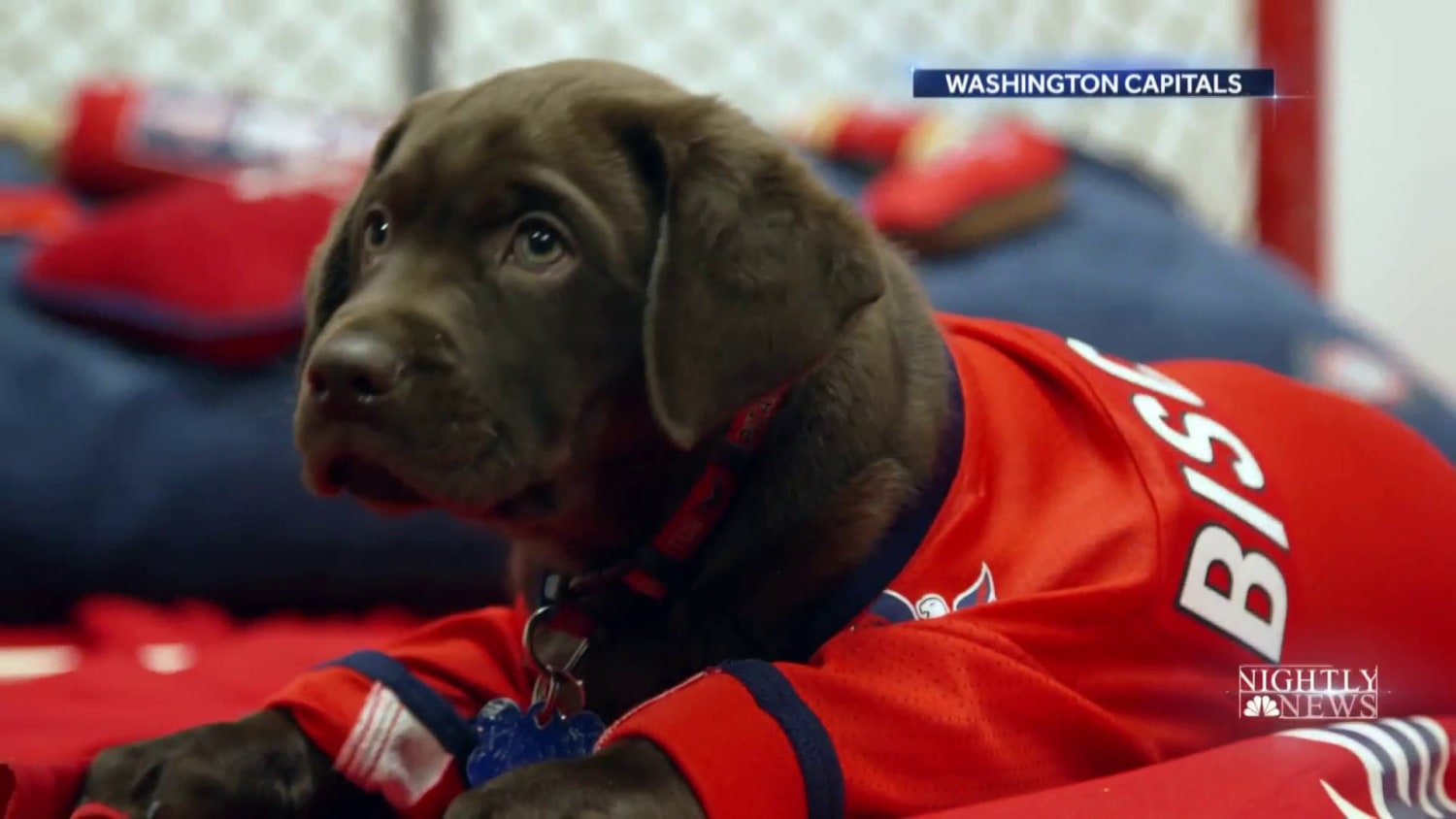 Washington new arrivals capitals dog