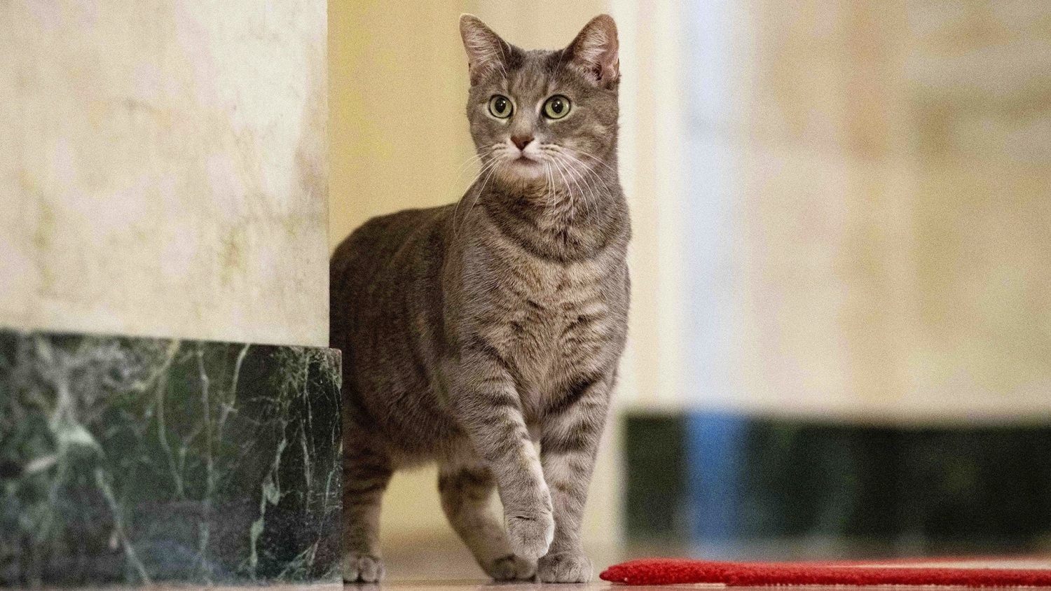 Cat willow 2025