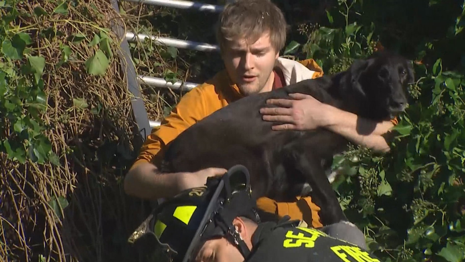 Found dog top