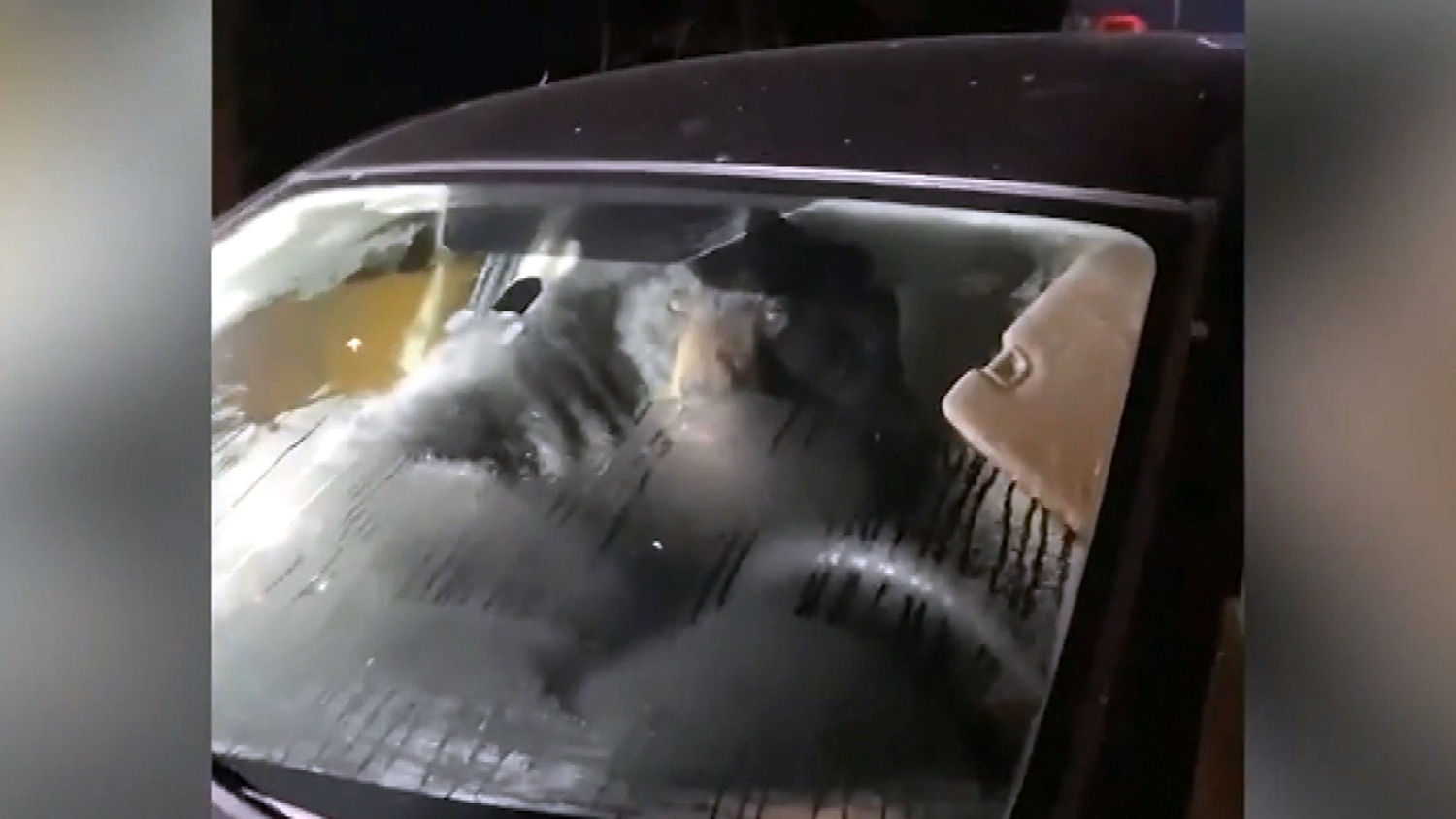 Terrifying Moment Bear Being Released From Car Trunk Caught on Camera—'Run