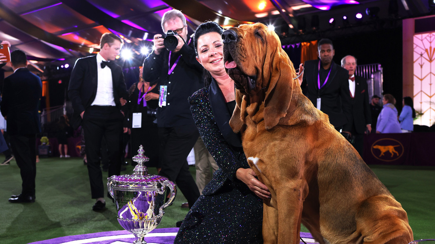Bloodhound makes history winning best in show at Westminster