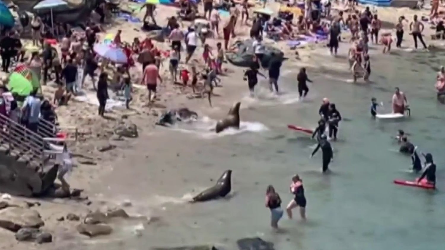 Beachgoers run from sea lions at beach in San Diego, California