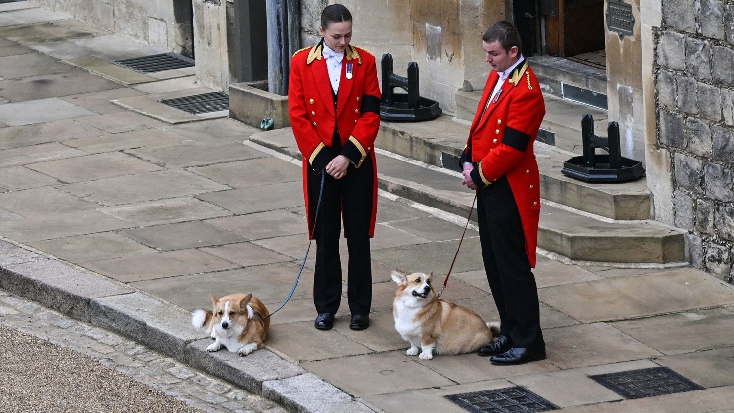 Queen and corgis cheap