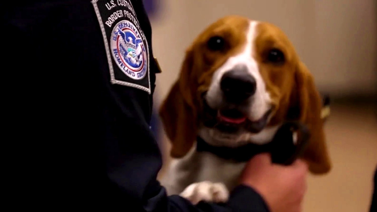 Beagle patrol online
