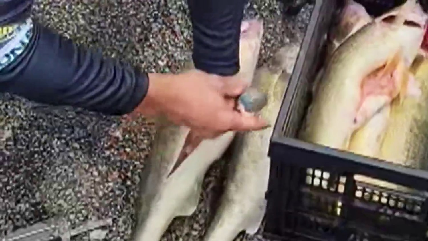 2 Men Accused of Stuffing Fish with Weights Plead Guilty To Cheating