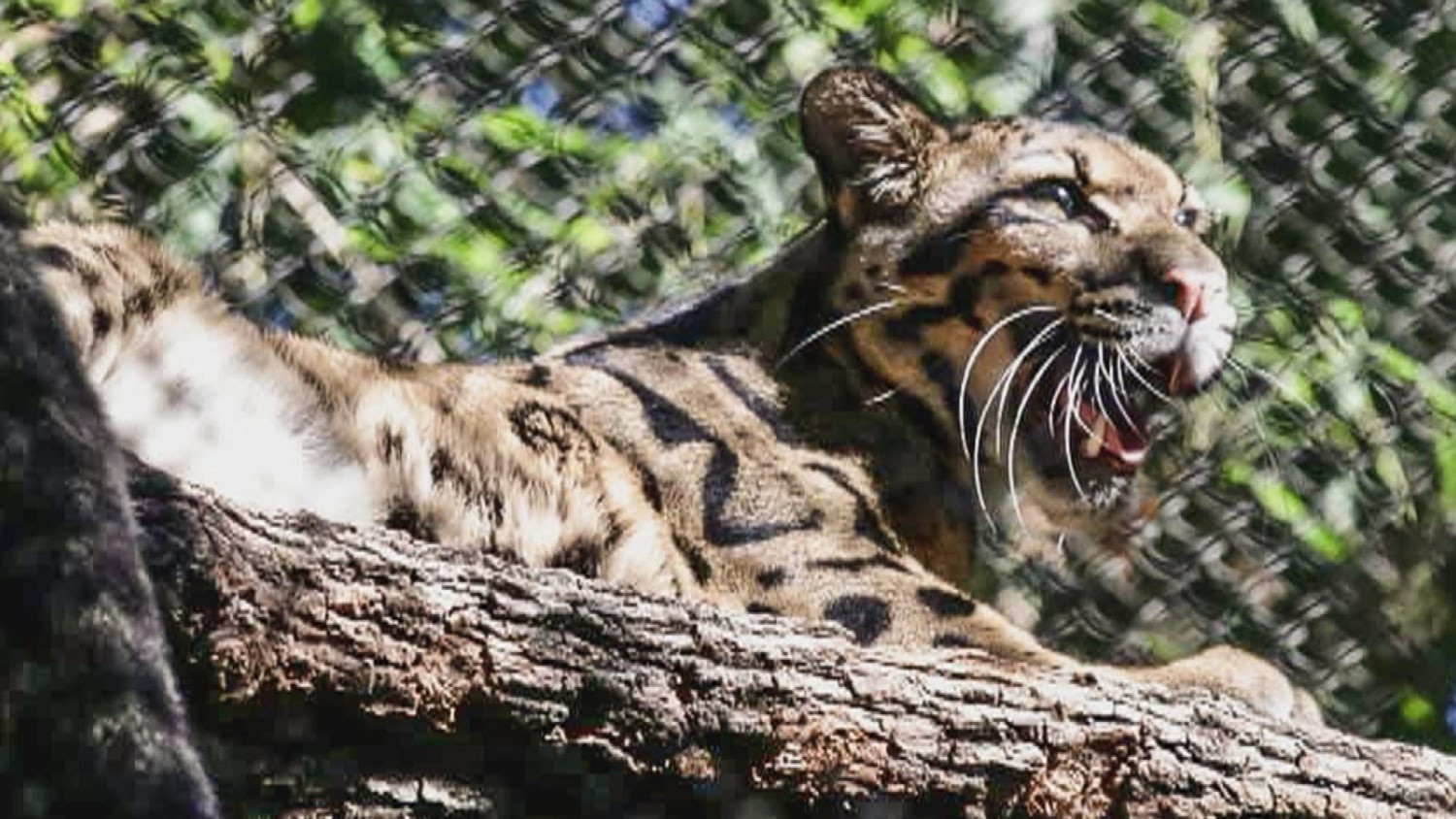 Clouded leopard escapes enclosure at Dallas Zoo, image size:1500x844