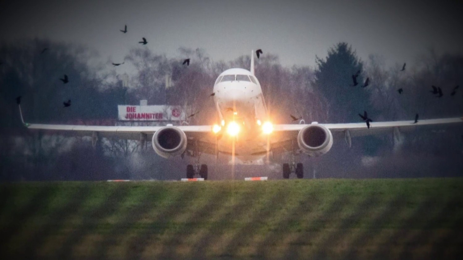 American airlines sales bird policy