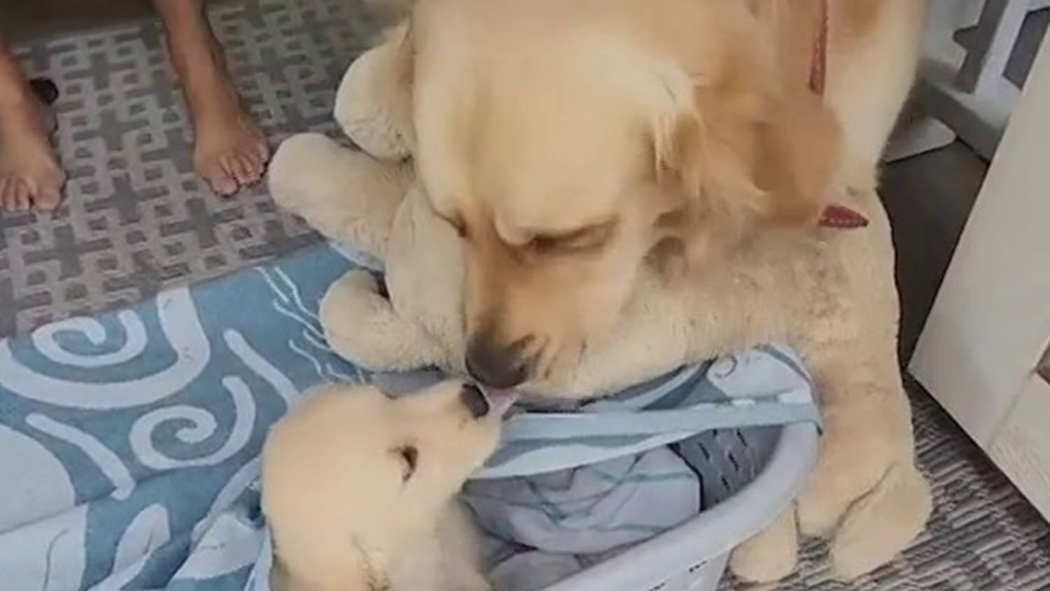 Golden retriever gets new puppy hotsell