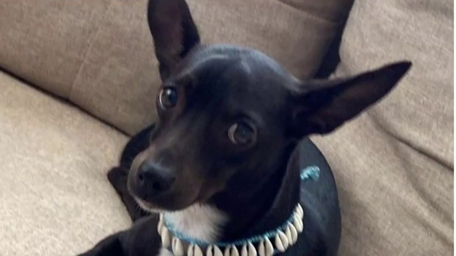 Delta Airlines looking for dog lost at Atlanta airport in August, PETA