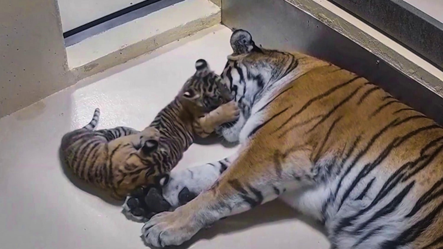 Toledo Zoo Reveals Names Of Twin Siberian Tigers