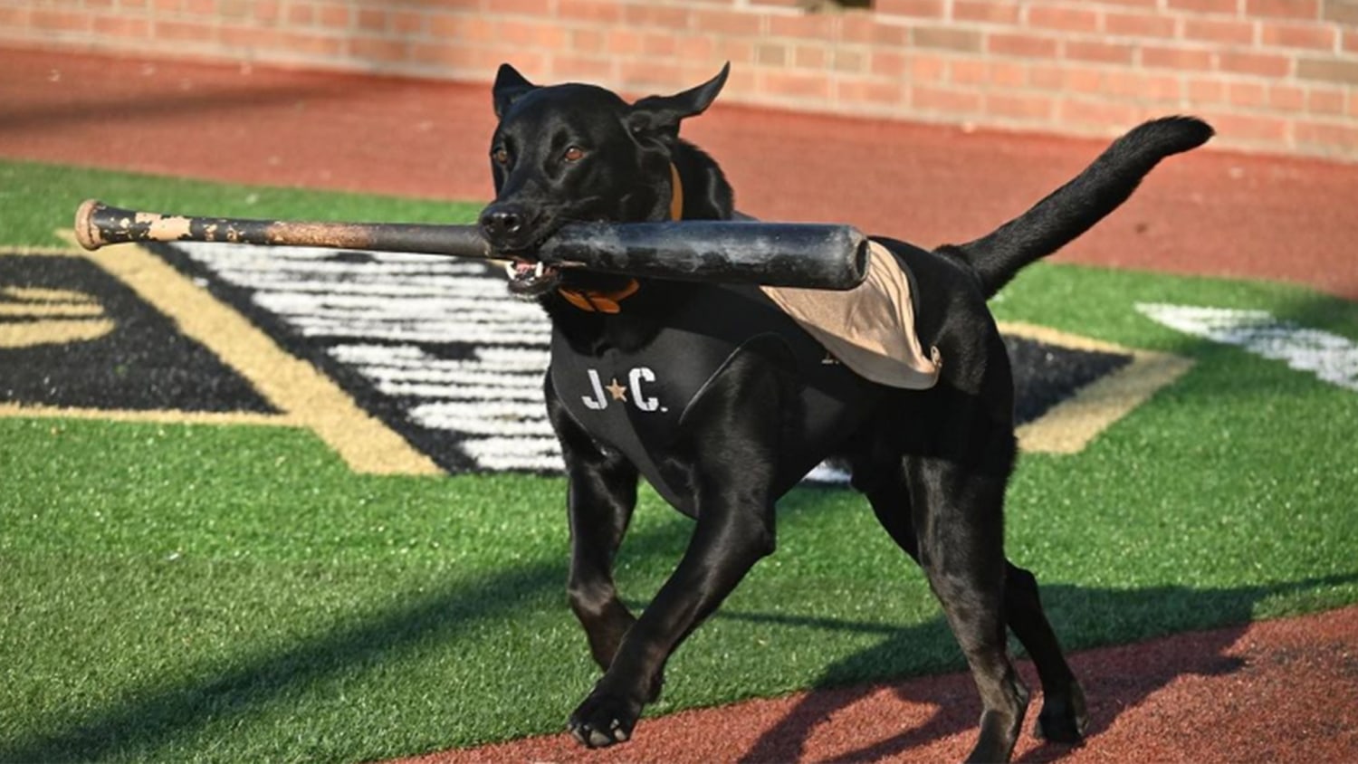 Meet Seaver: The Mets' new service dog!