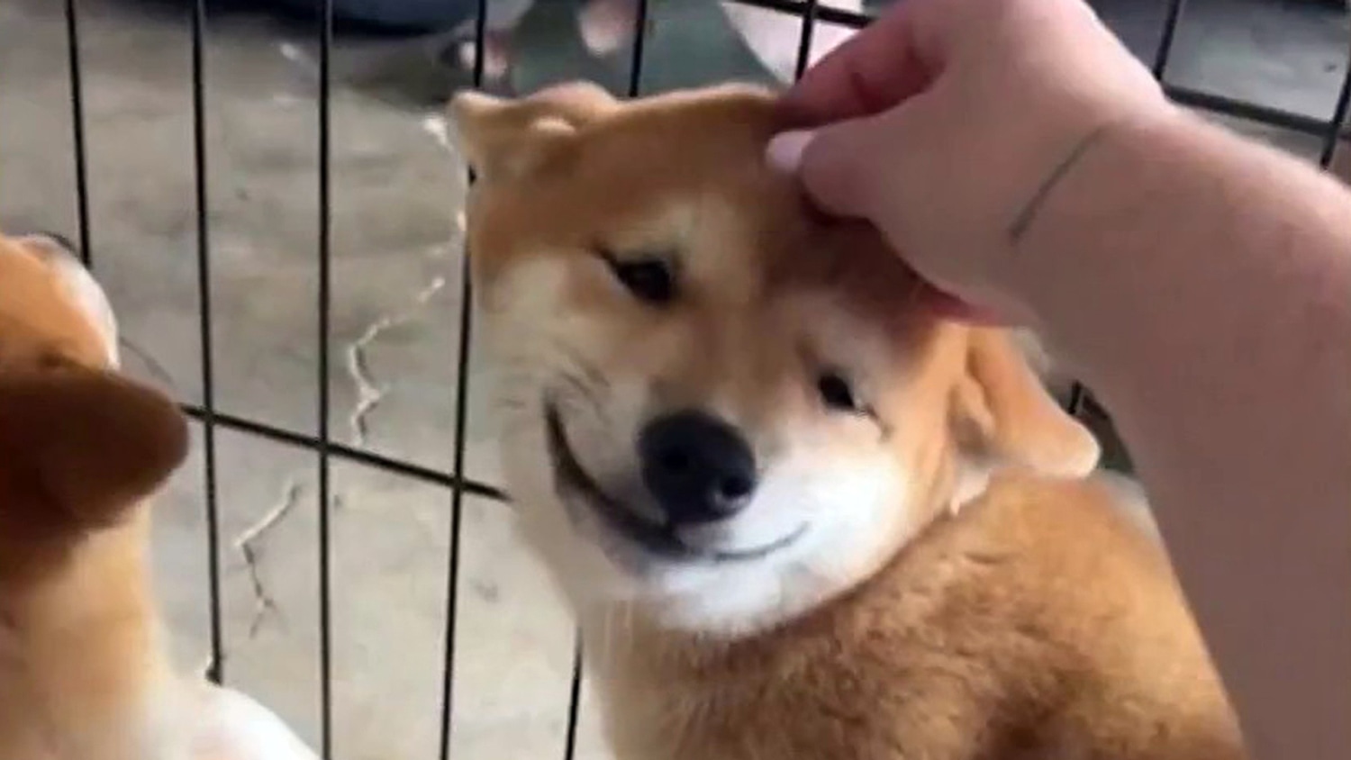 Smiling shiba sales