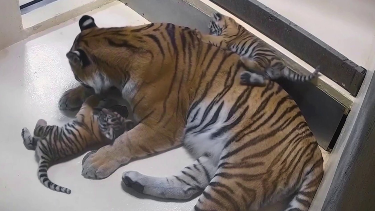 TODAY reveals names of twin tiger cubs at Toledo Zoo