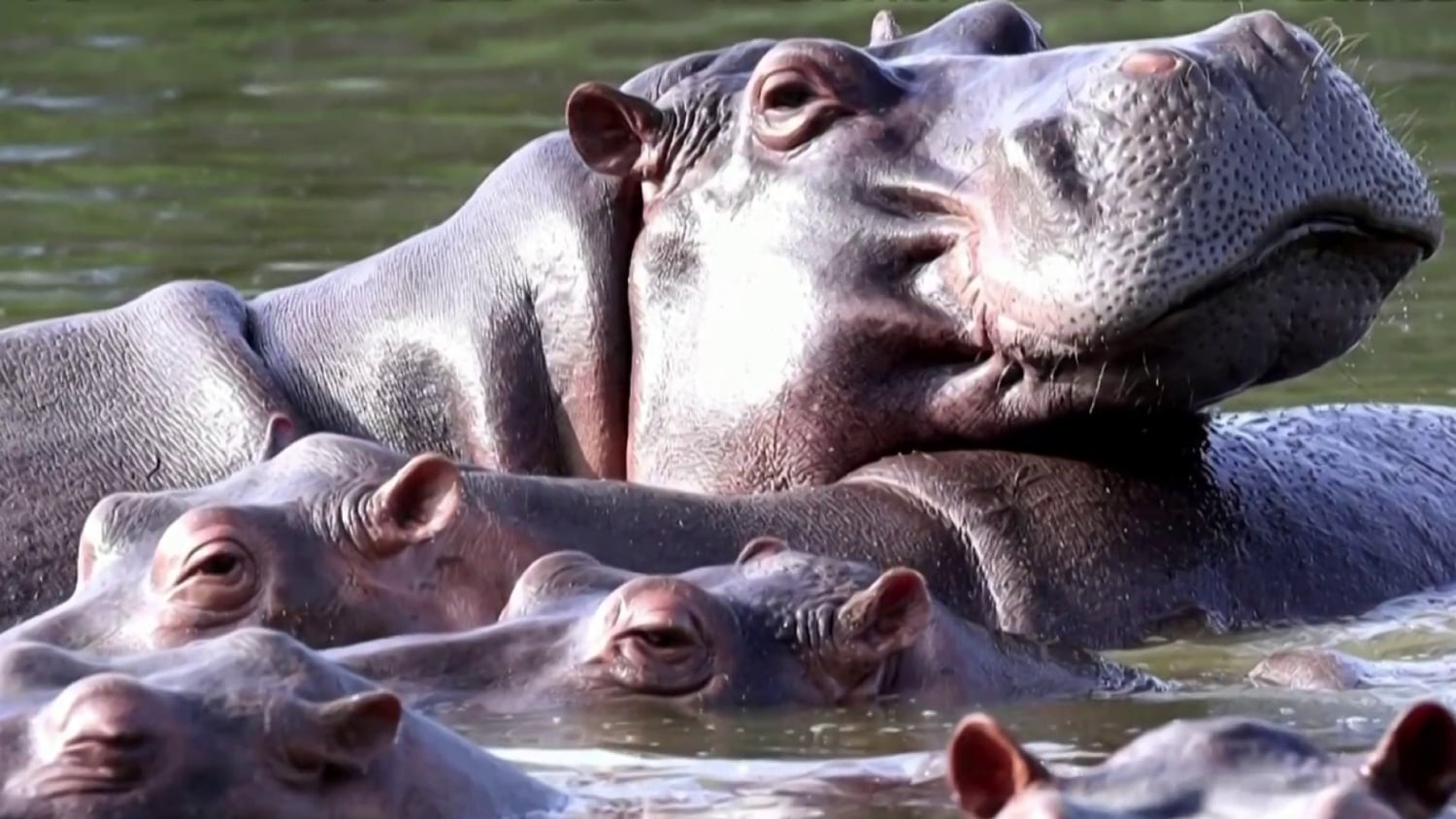 Zoo Tycoon 3: Hippopotamus 