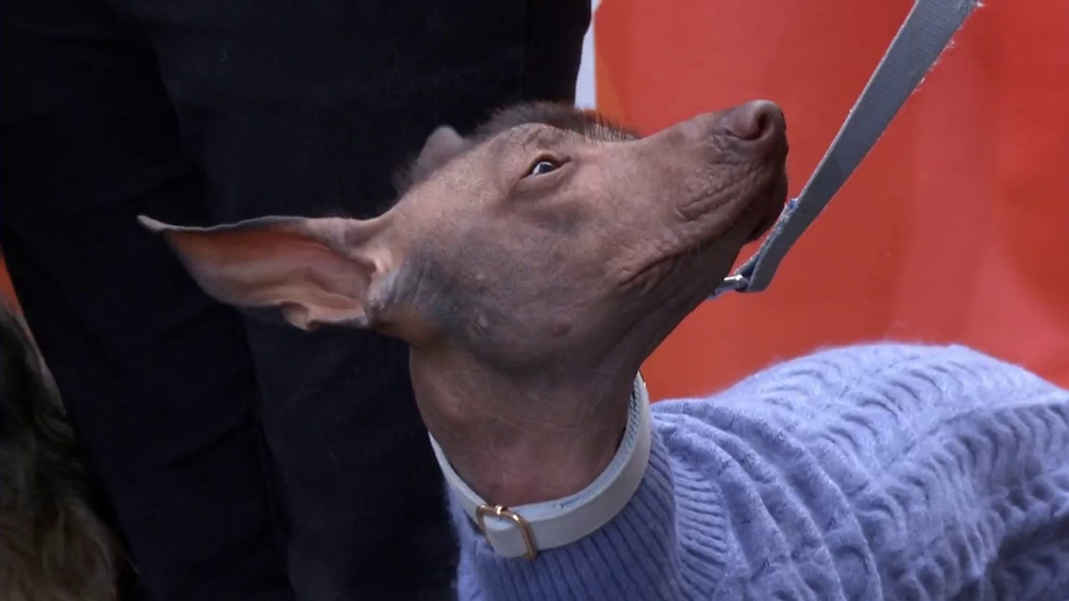 New year's best sale day dog show