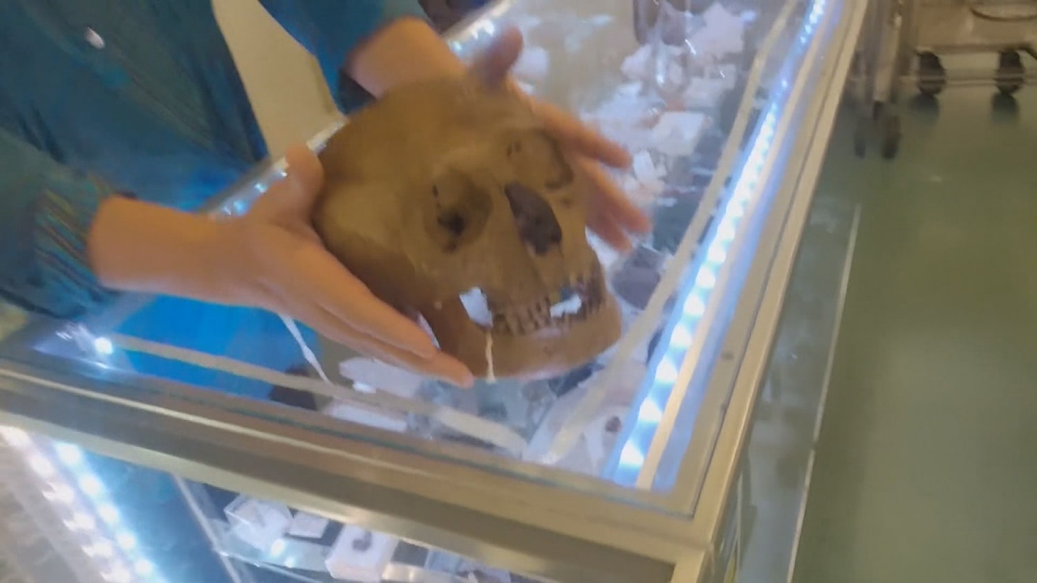 Anthropologist discovers human skull in Florida thrift store