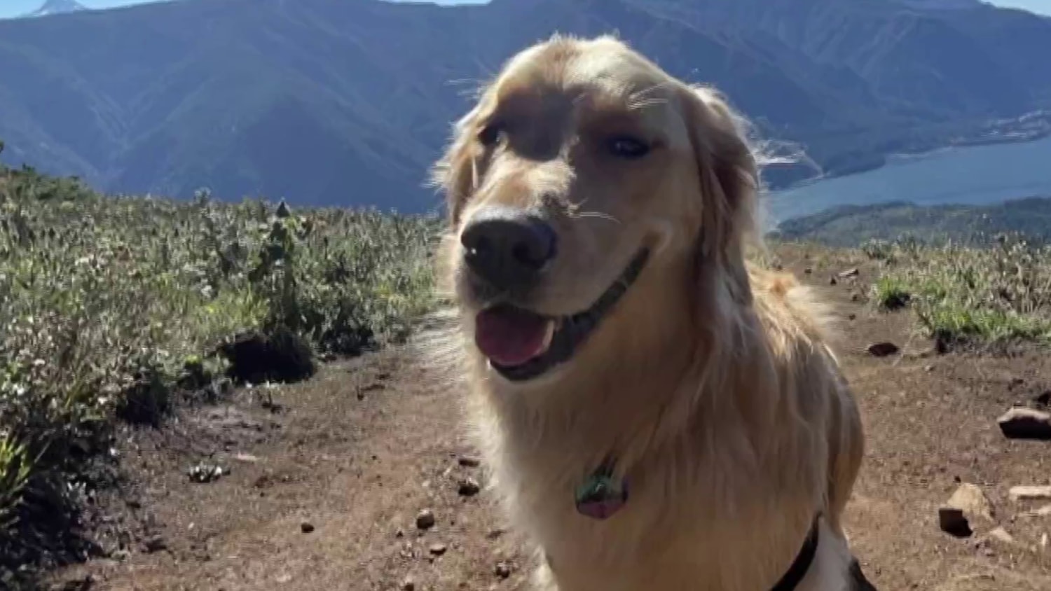 Coastal golden retriever rescue online