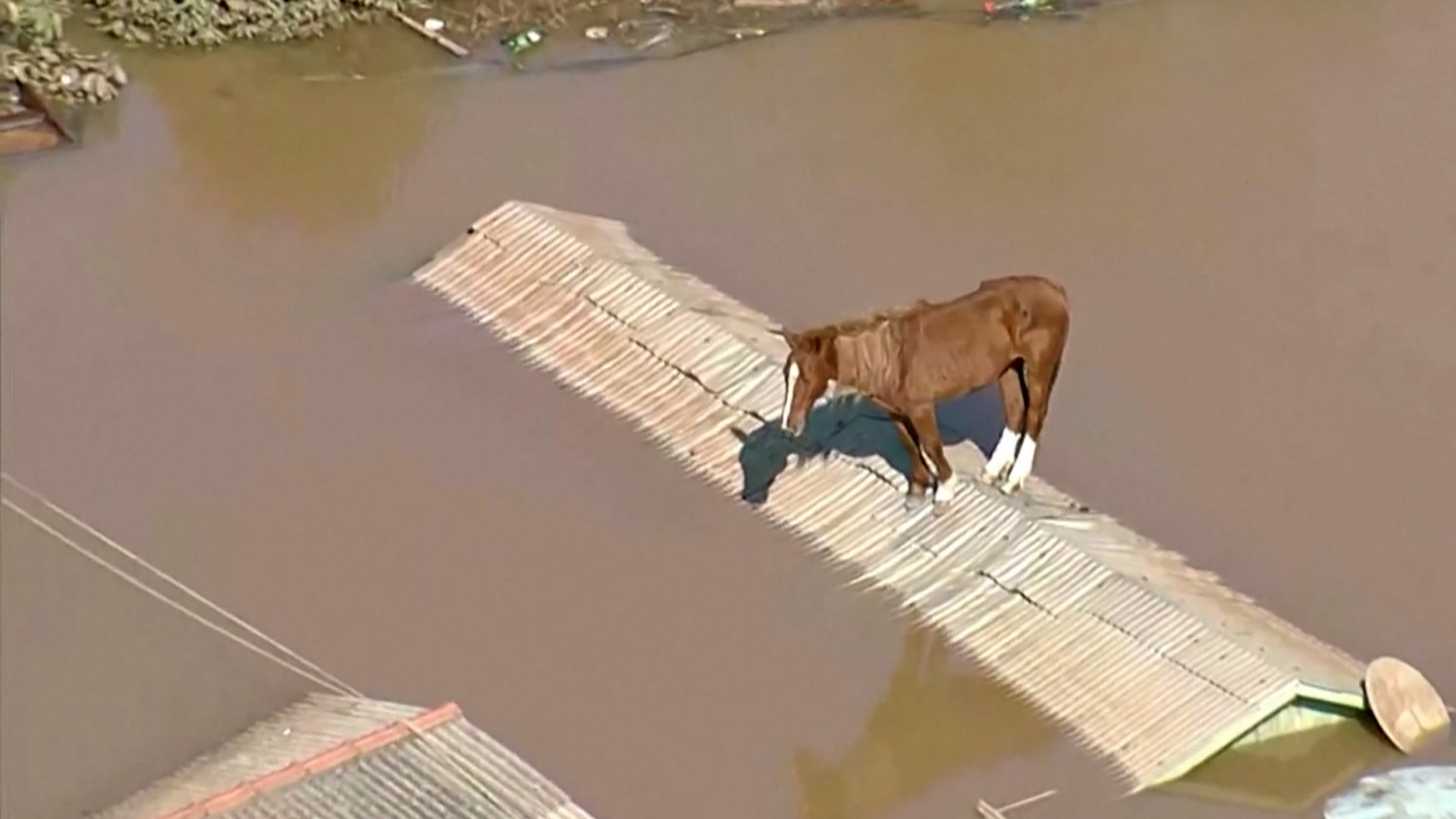 Horse stranded on tin roof in Brazilian floods rescued