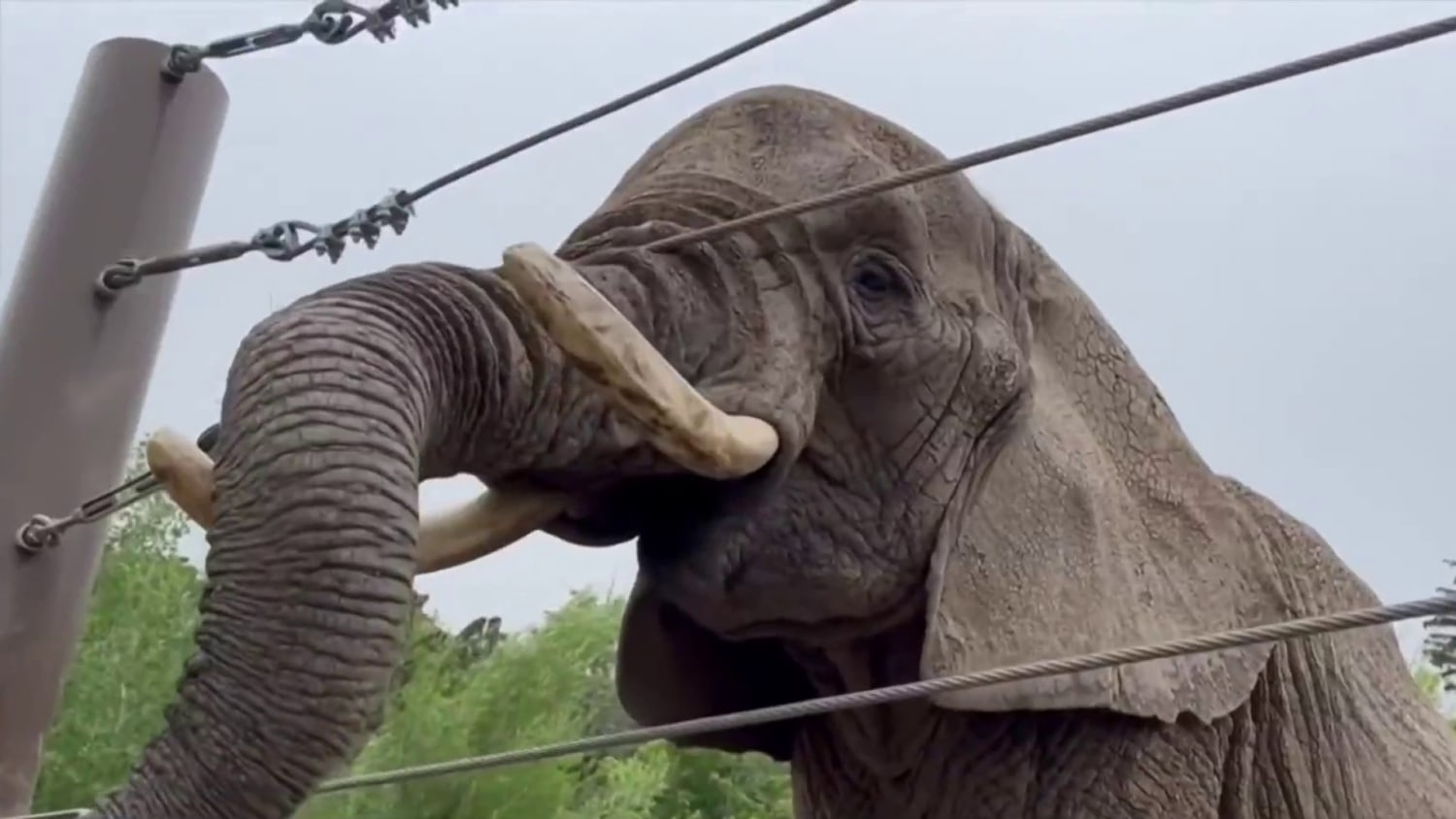 Group fights for legal rights of five elephants