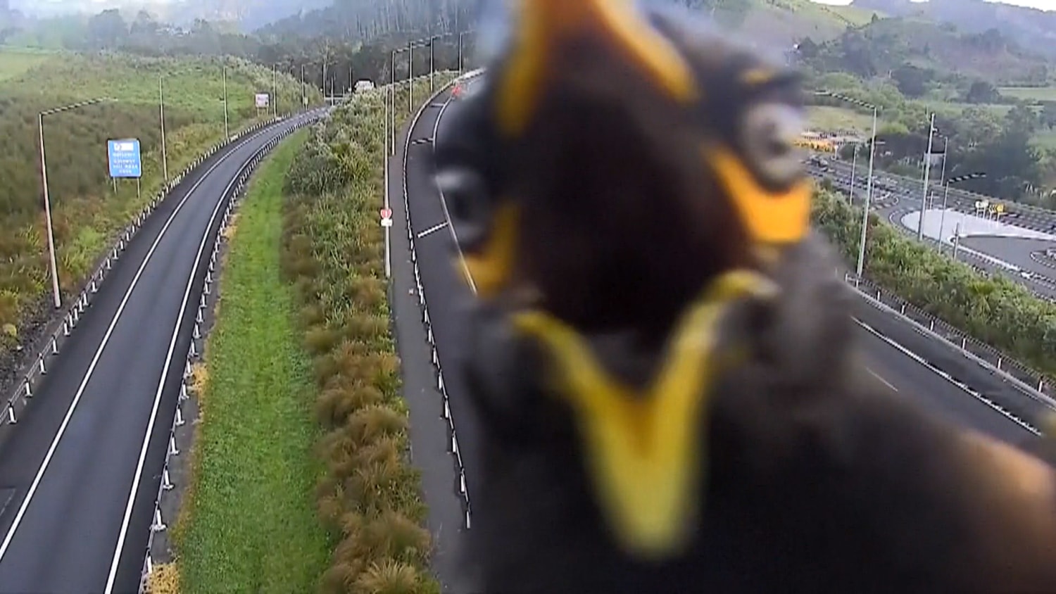Angry myna bird photobombs highway traffic camera Angry myna bird photobombs highway traffic camera