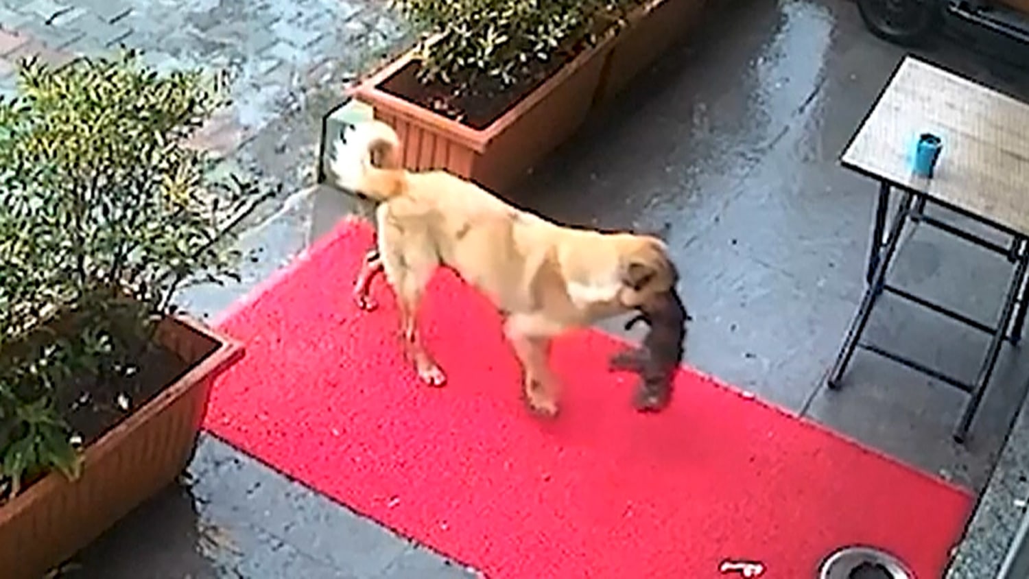 How Do Mom Dogs Carry Their Puppies